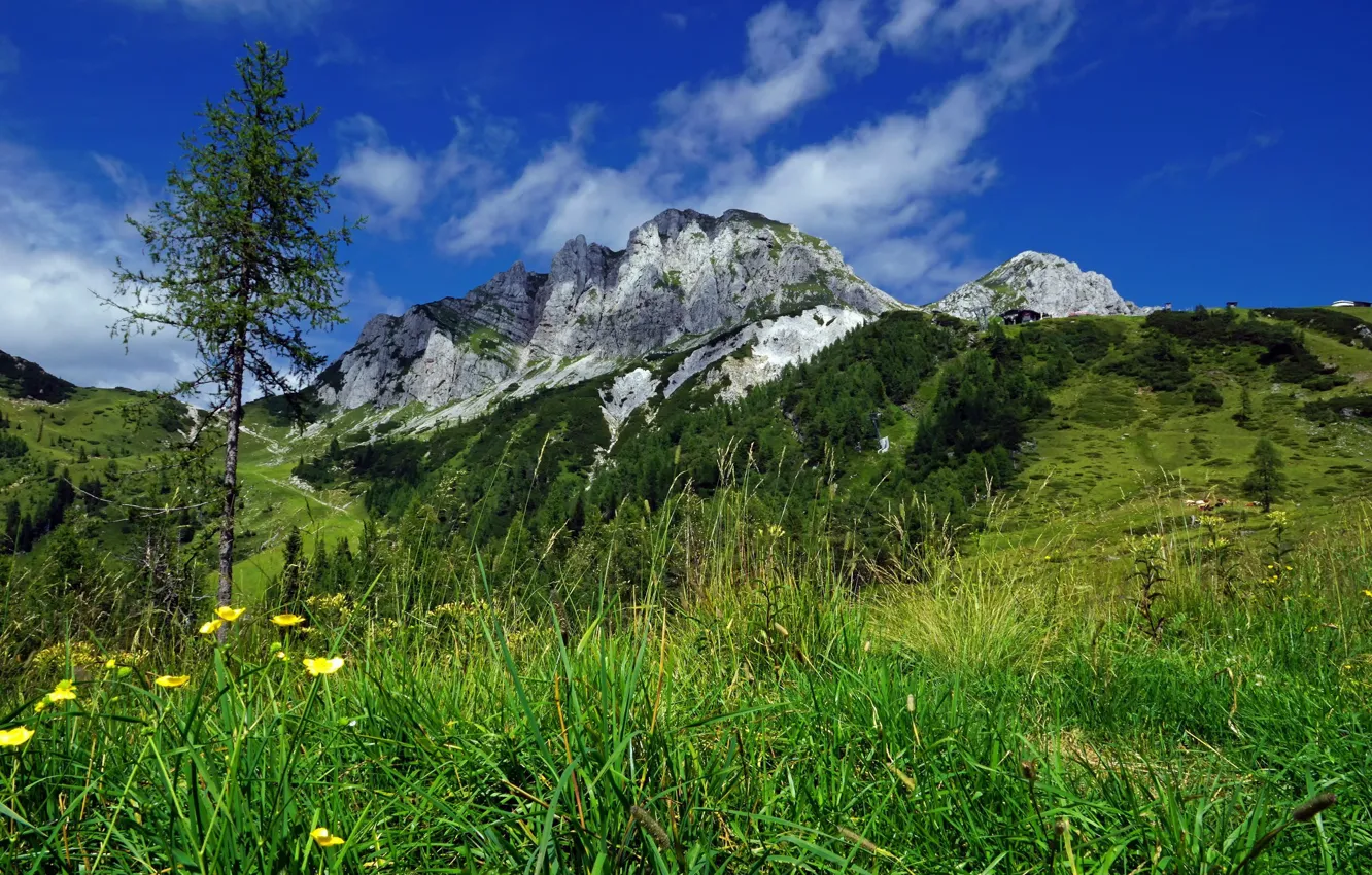 Photo wallpaper grass, trees, landscape, mountains, nature