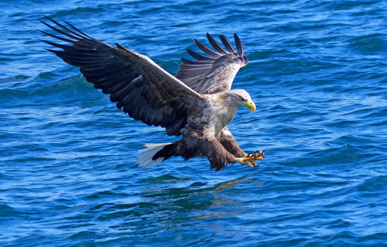 Photo wallpaper water, hunter, bird of prey