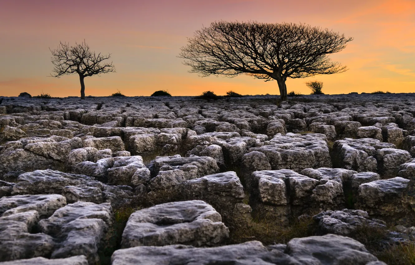 Photo wallpaper trees, sunset, stones