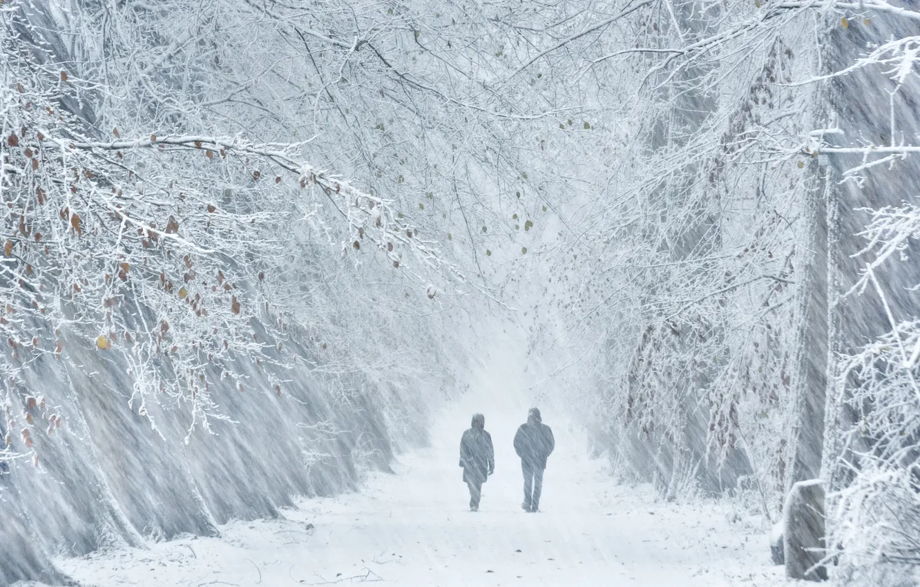 Photo wallpaper winter, frost, road, forest, snow, trees, branches, nature