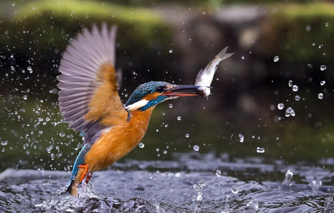 Photo wallpaper drops, fish, Kingfisher