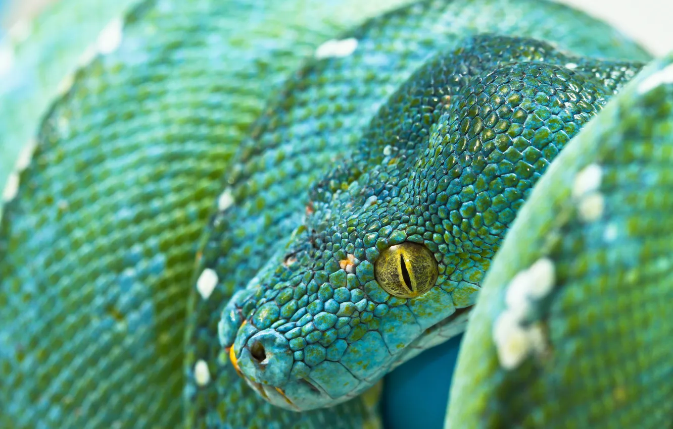 Photo wallpaper green, snake, Python