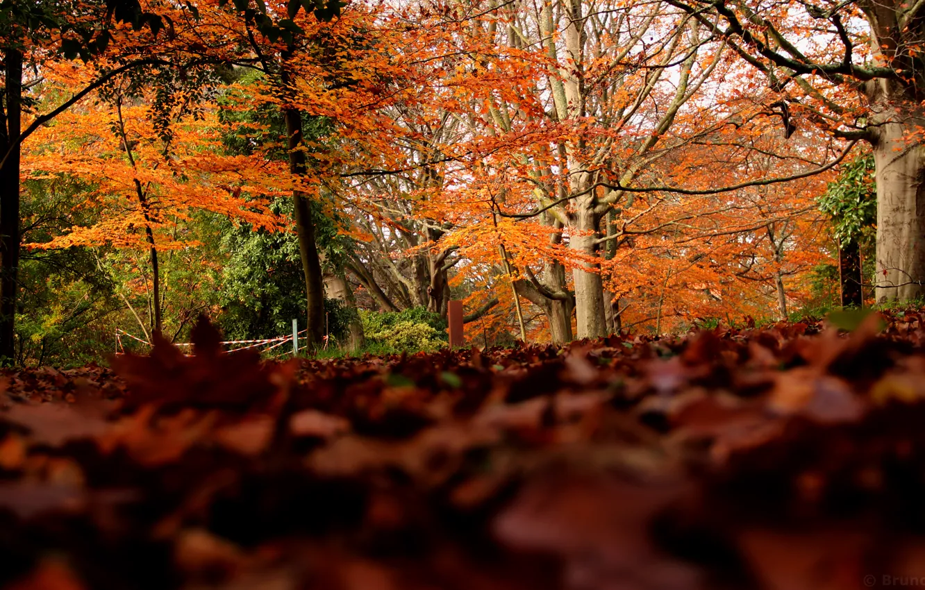 Photo wallpaper autumn, forest, foliage, colors, forest, Autumn, leaves, fall