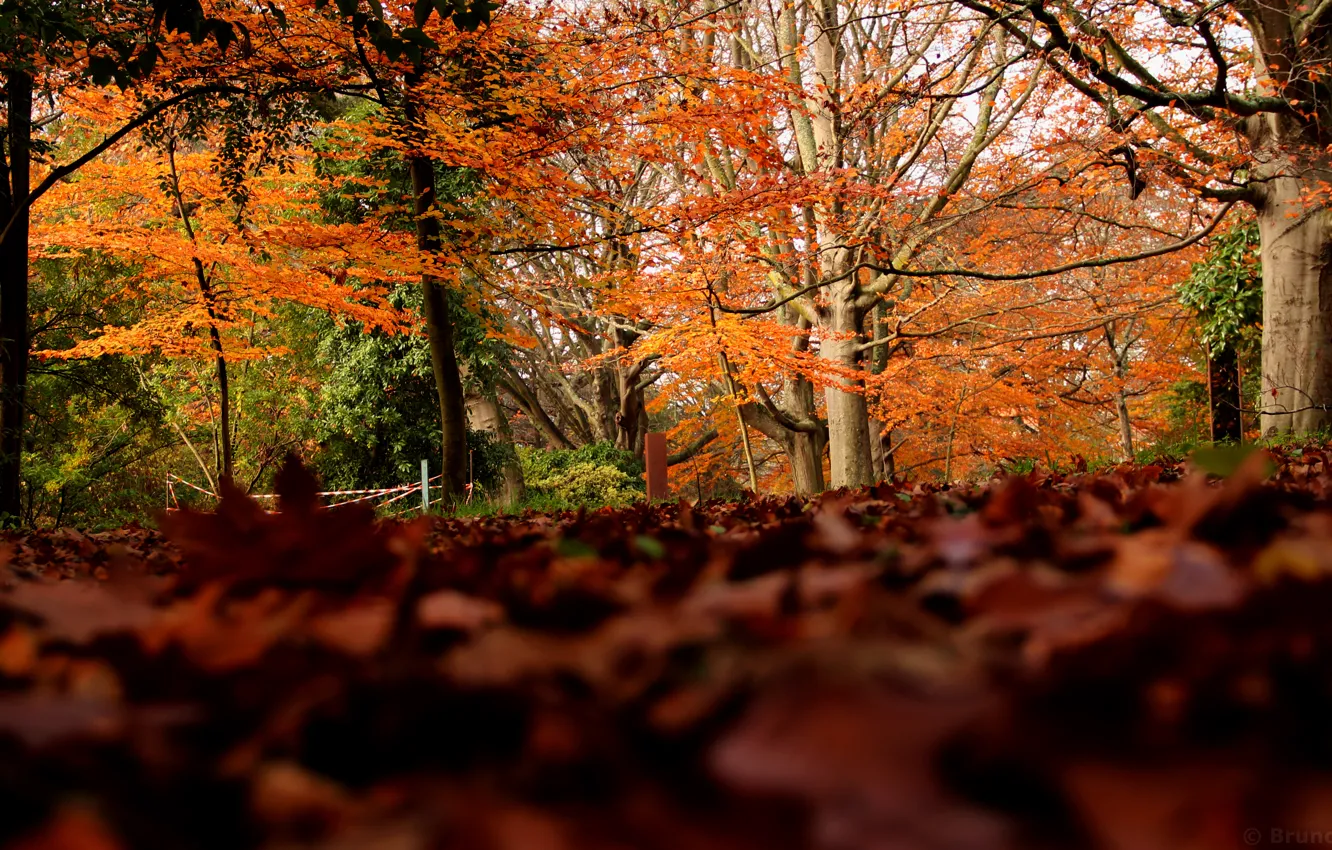 Photo wallpaper autumn, forest, foliage, colors, forest, autumn, leaves, fall