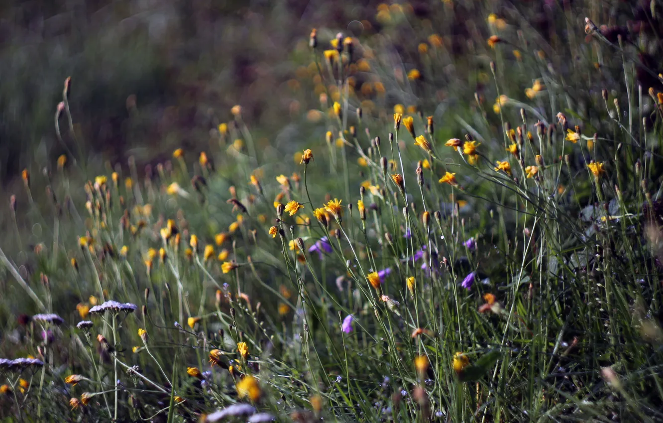 Photo wallpaper summer, flowers, Rosa, morning