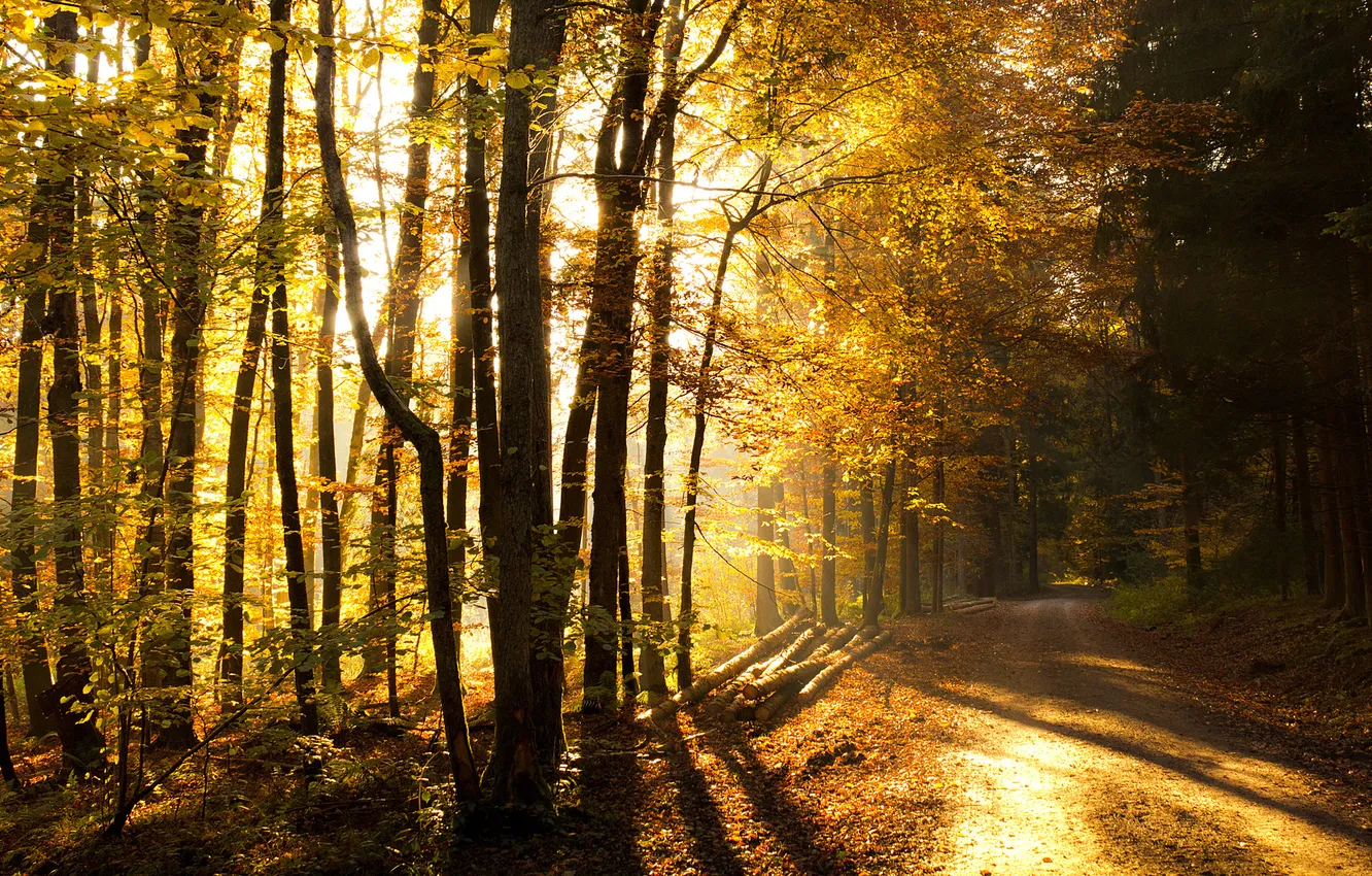 Photo wallpaper road, autumn, forest, forest
