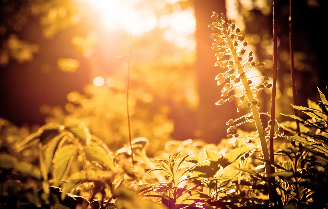 Photo wallpaper summer, light, flowers, nature