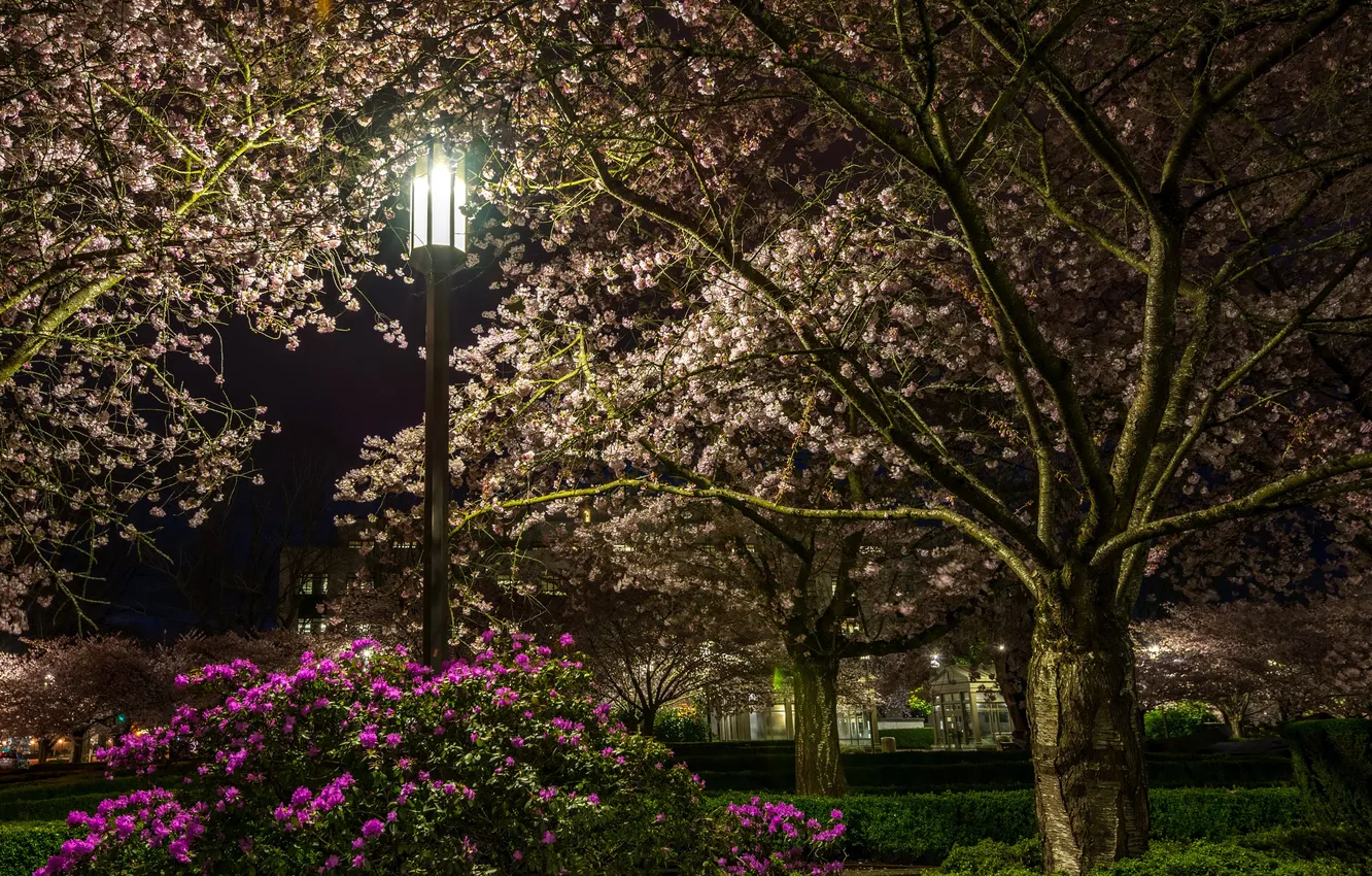 Photo wallpaper grass, trees, flowers, night, Park, lights, the bushes, blooming