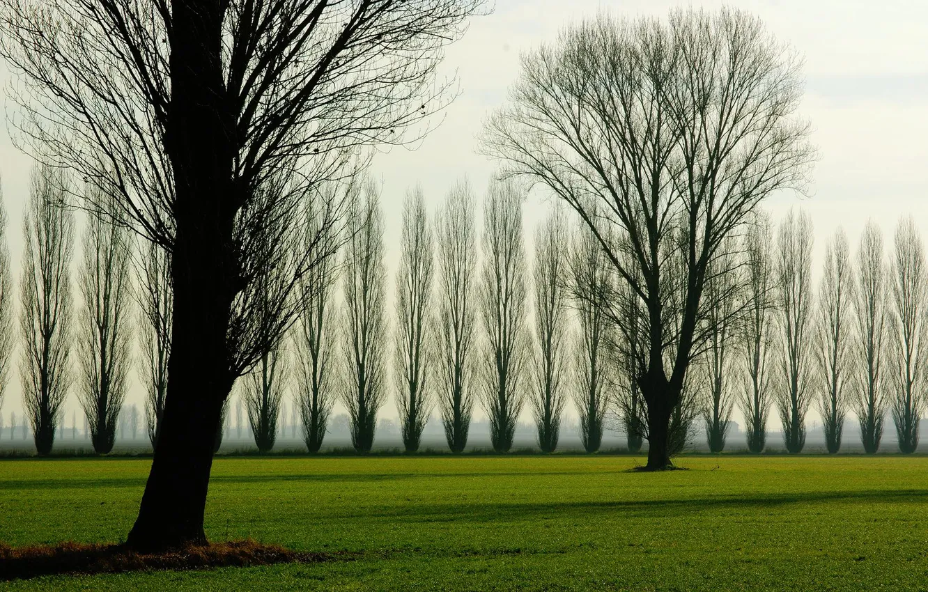 Photo wallpaper field, nature, poplar