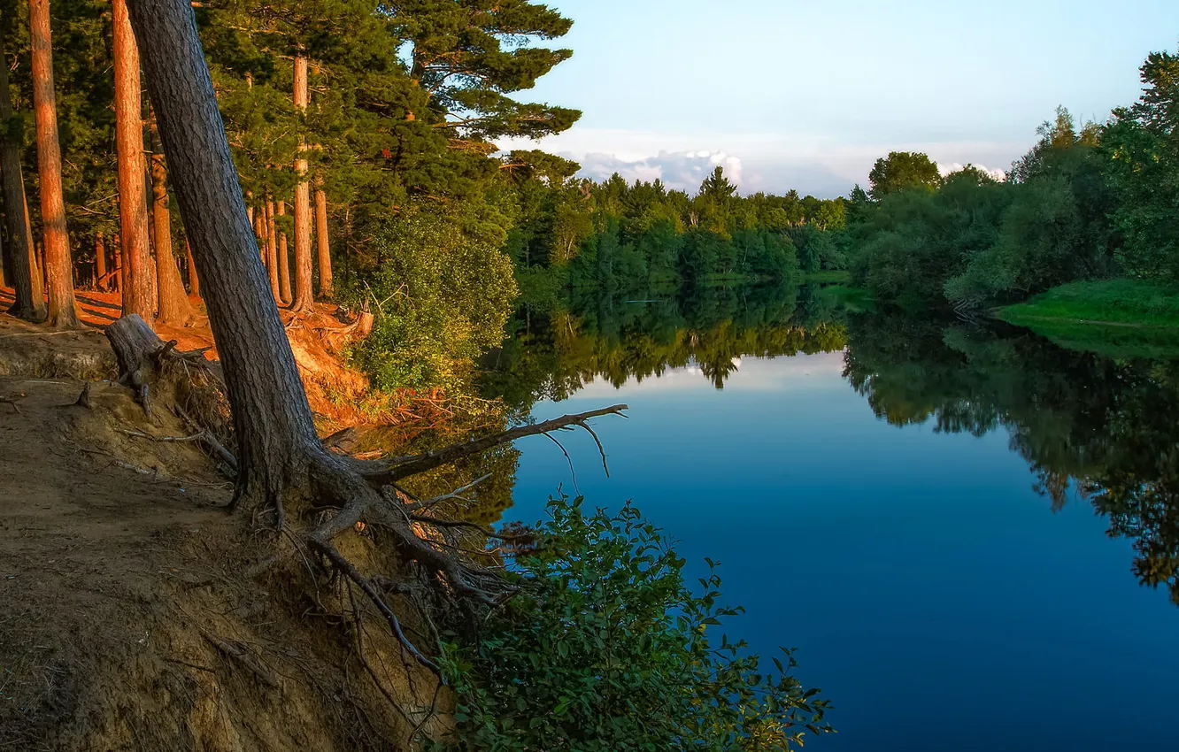 Photo wallpaper forest, trees, nature, river