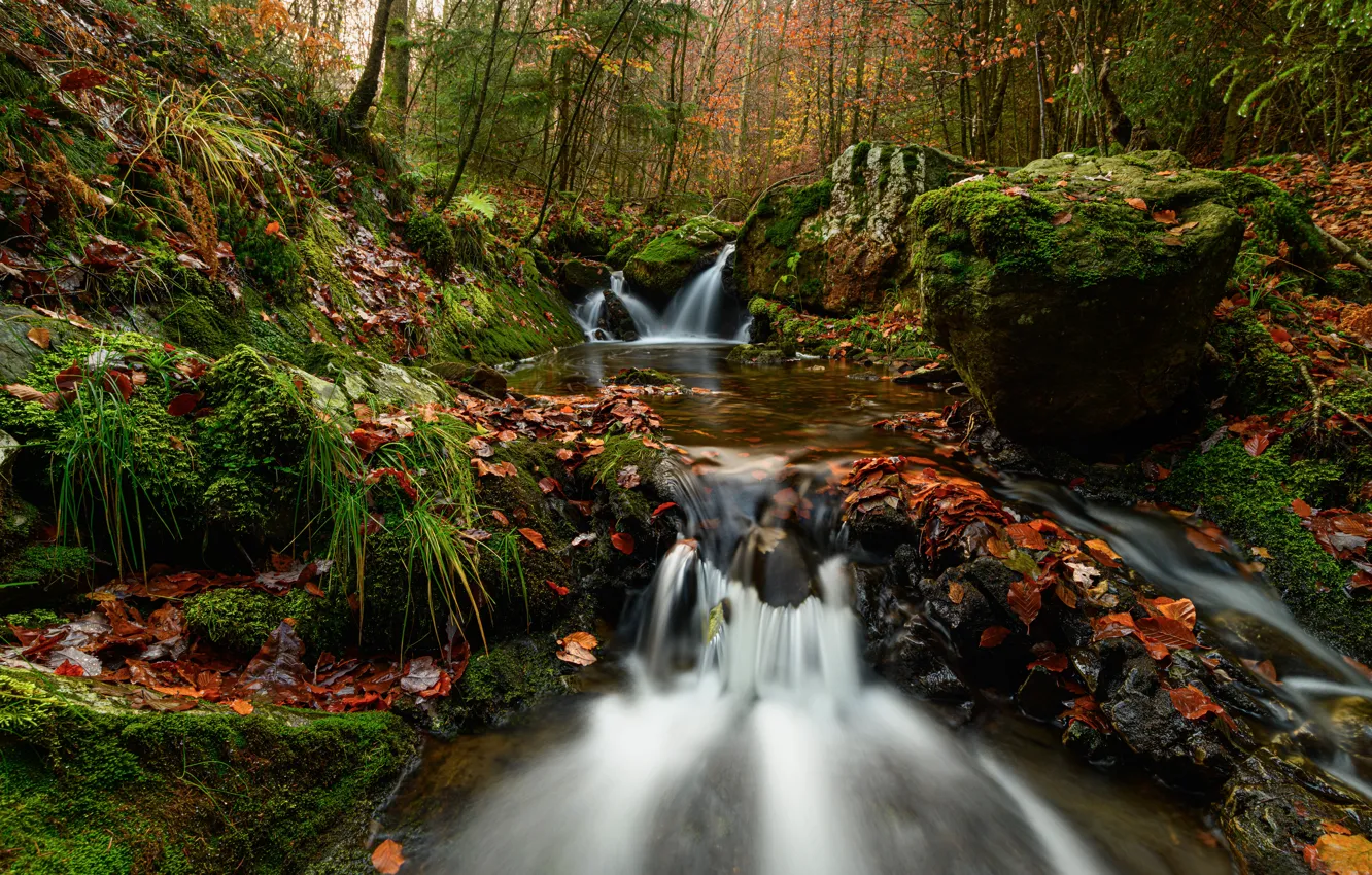 Photo wallpaper autumn, forest, stream, waterfall, Belgium, cascade, fallen leaves