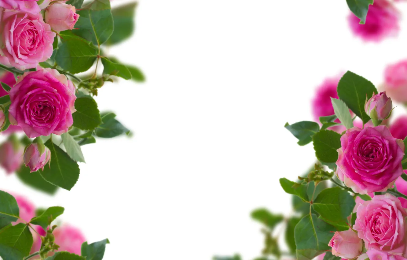 Photo wallpaper flowers, roses, buds, flowering, flowers, roses, blooming, the buds