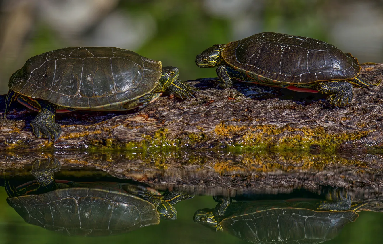 Photo wallpaper reflection, two, turtle, pair, log, pond, turtles, water