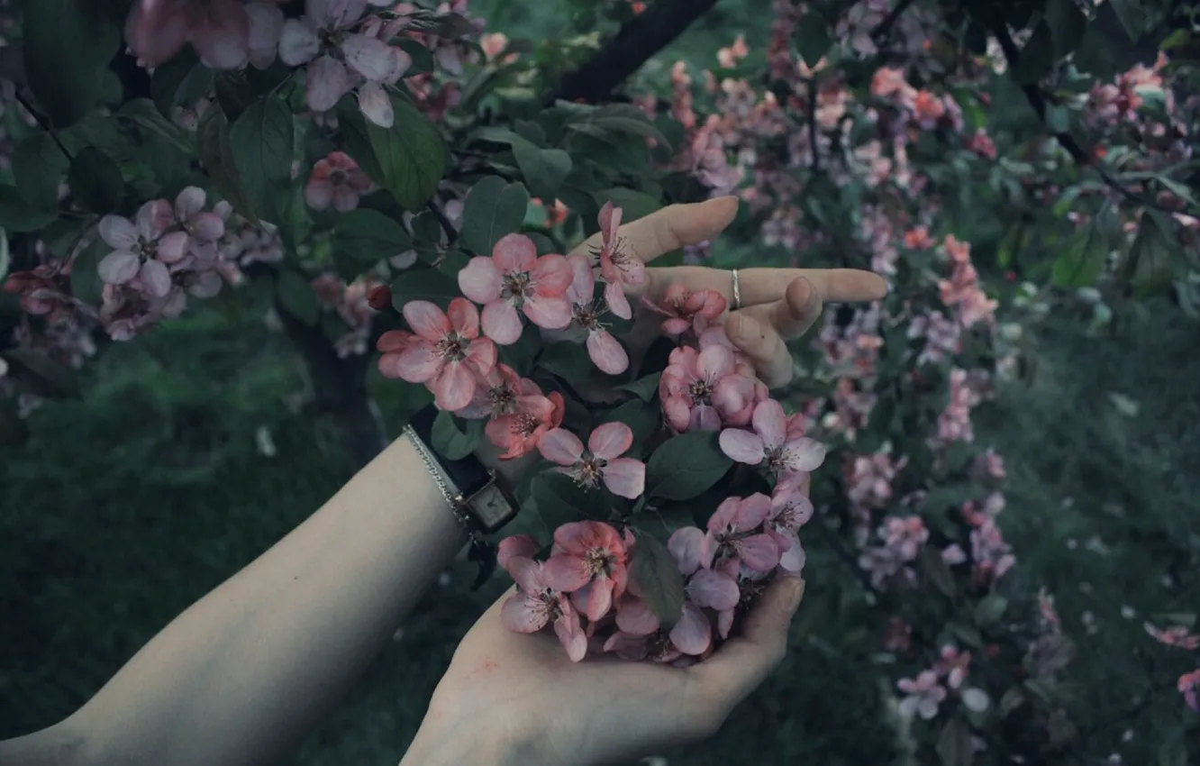 Photo wallpaper forest, summer, flowers, tree, pink, hands, beautiful, 2016