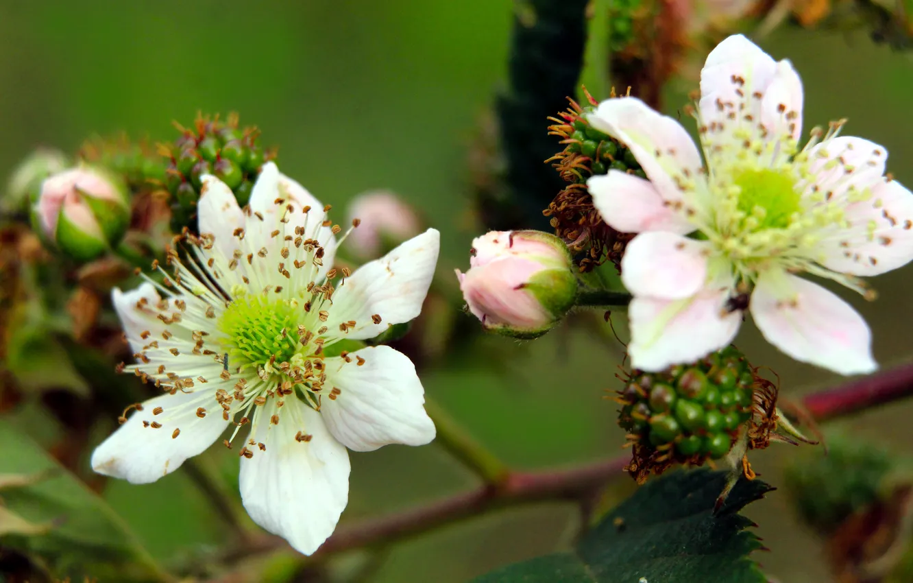 Photo wallpaper white, flower, blooming