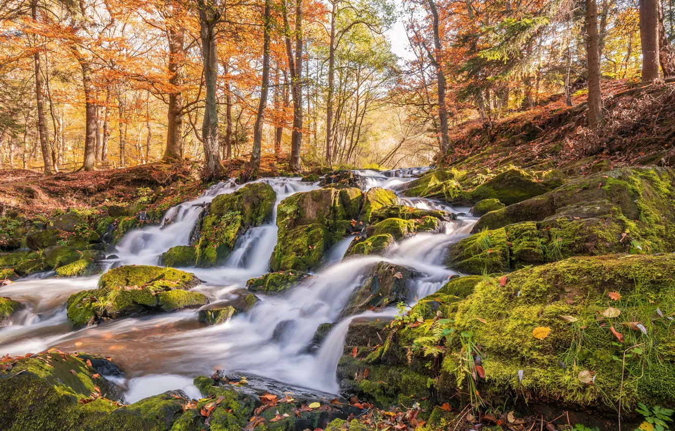 Photo wallpaper autumn, forest, leaves, the sun, trees, stream, stones, moss