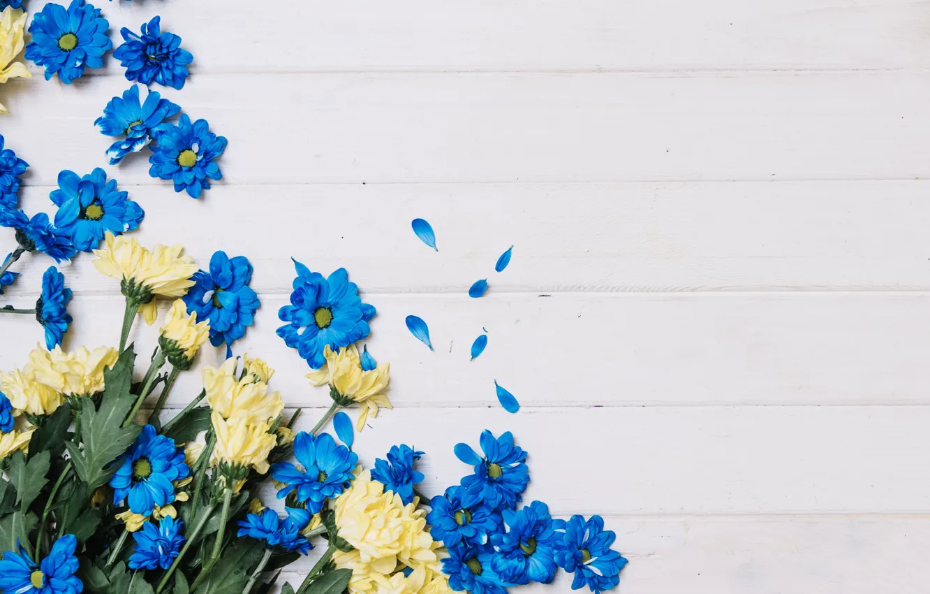 Photo wallpaper flowers, blue, yellow, chrysanthemum