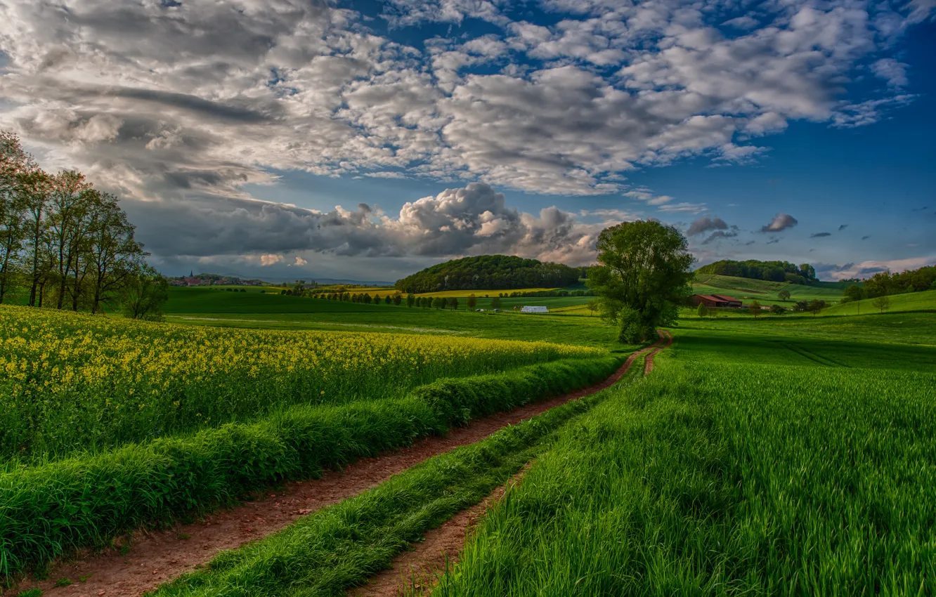 Photo wallpaper field, the sky, clouds, trees, landscape, sunset, nature, view