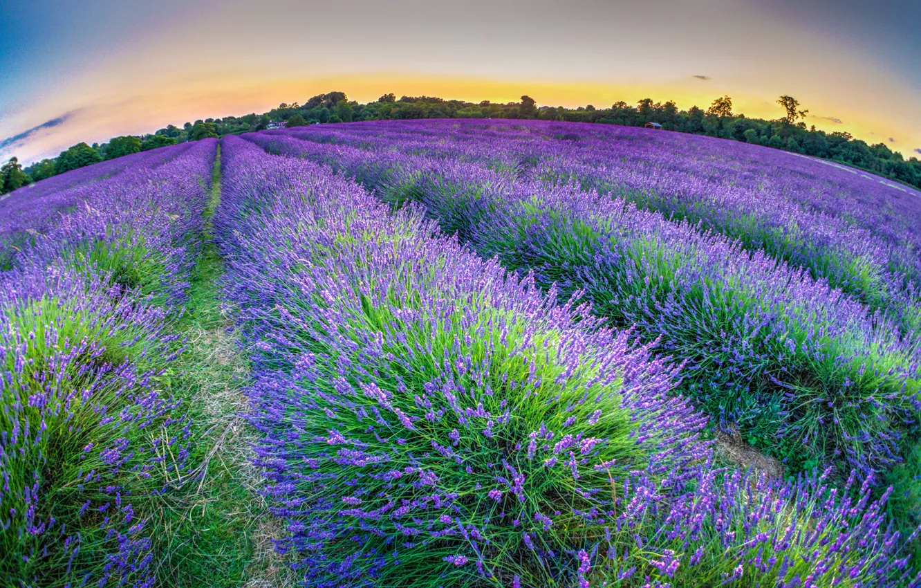 Photo wallpaper the sky, trees, flowers, the evening, lavender, plantation
