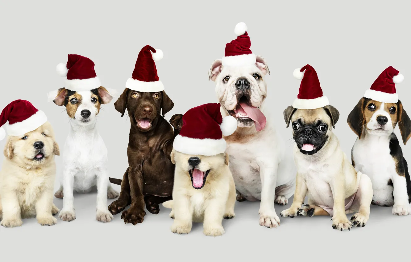 Photo wallpaper language, look, each, new year, dog, Christmas, mouth, pug