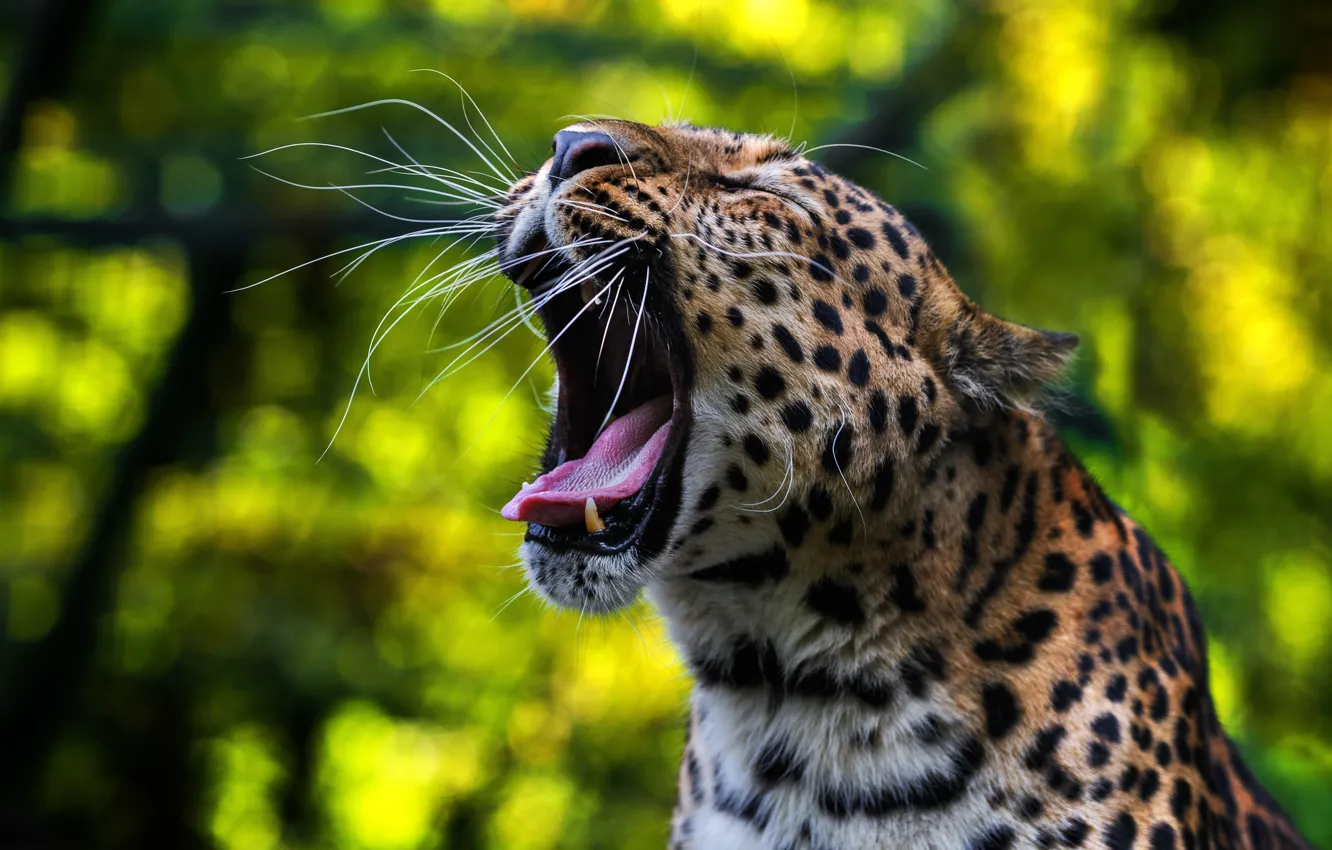Photo wallpaper language, face, predator, mouth, leopard, wild cat, yawns, bokeh