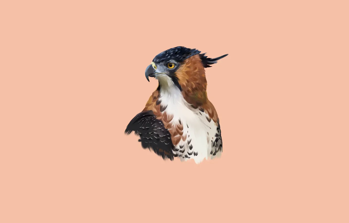 Photo wallpaper bird, eagle, beak