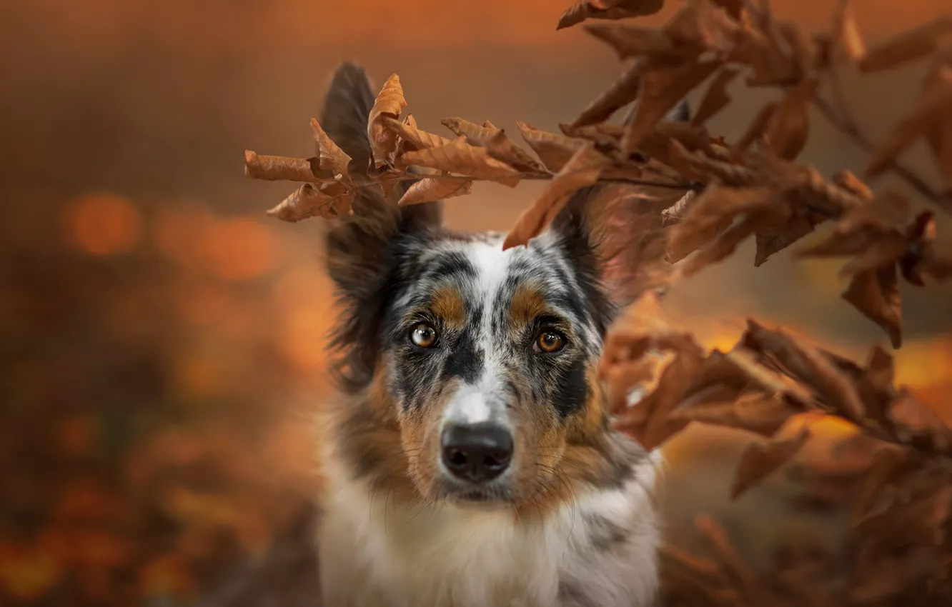 Photo wallpaper autumn, look, face, leaves, close-up, branches, nature, background