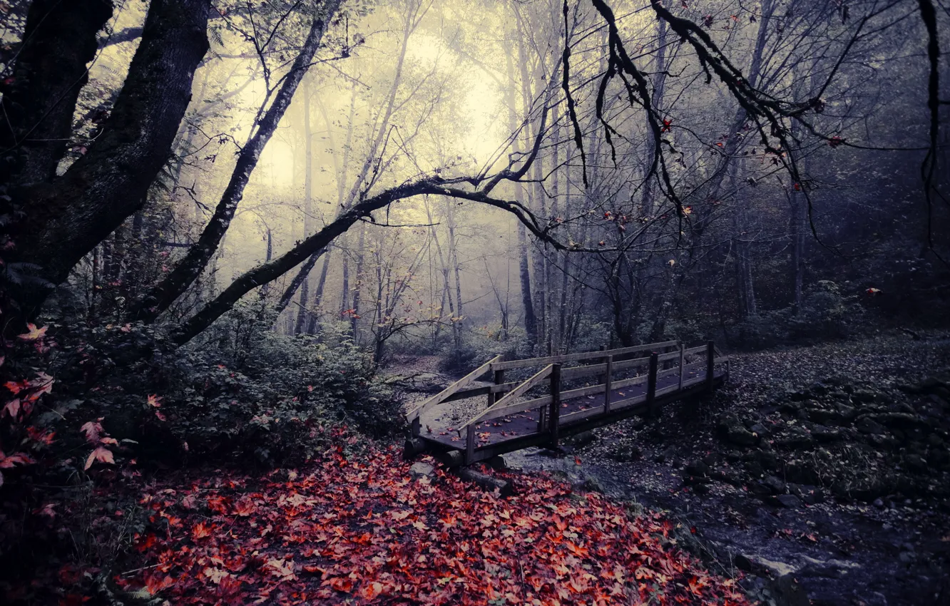 Photo wallpaper autumn, leaves, bridge, nature, Park