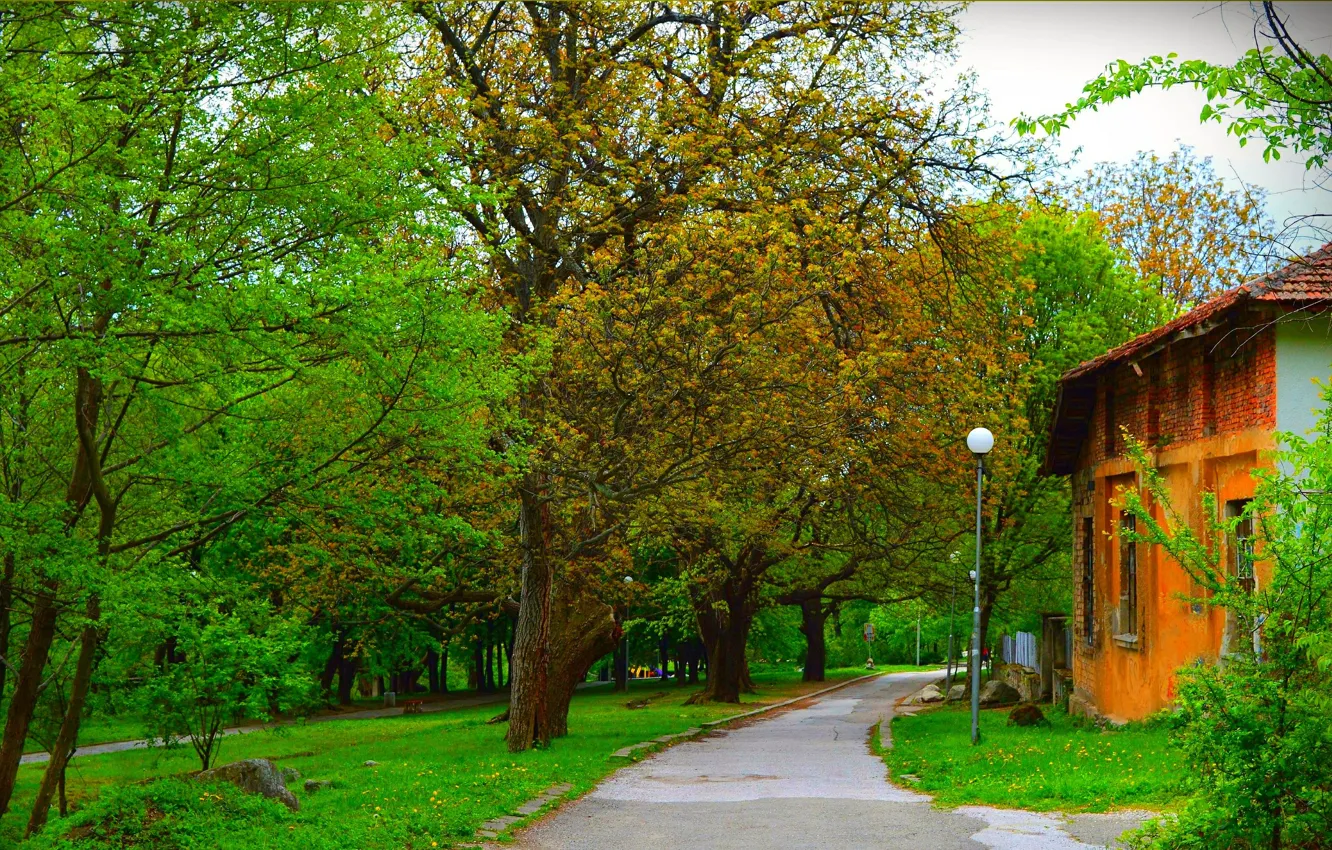 Photo wallpaper greens, trees, Park, green, spring, track, trees, park