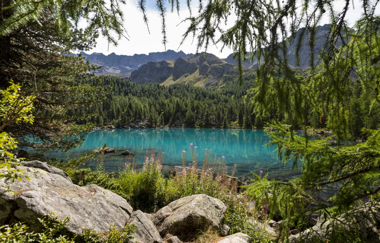 Photo wallpaper forest, trees, flowers, mountains, nature, lake, spruce, coniferous