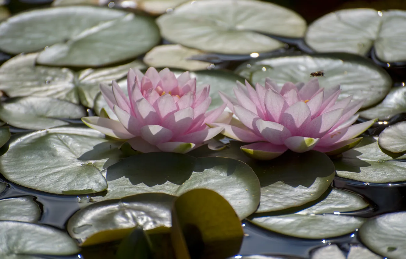 Photo wallpaper leaves, pair, pink, Nymphaeum