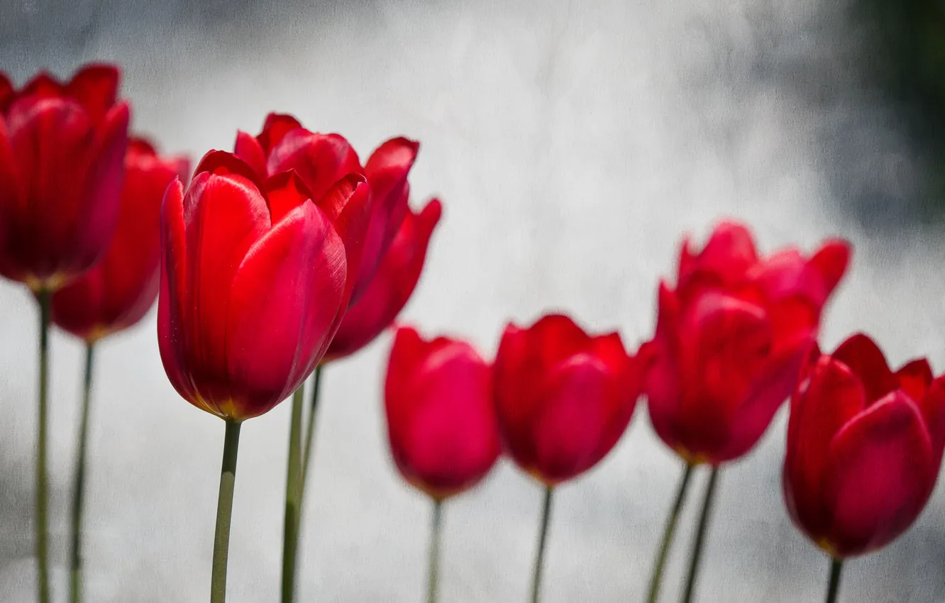 Photo wallpaper spring, petals, garden, tulips