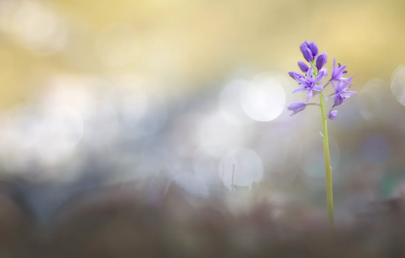 Photo wallpaper flowers, nature, background