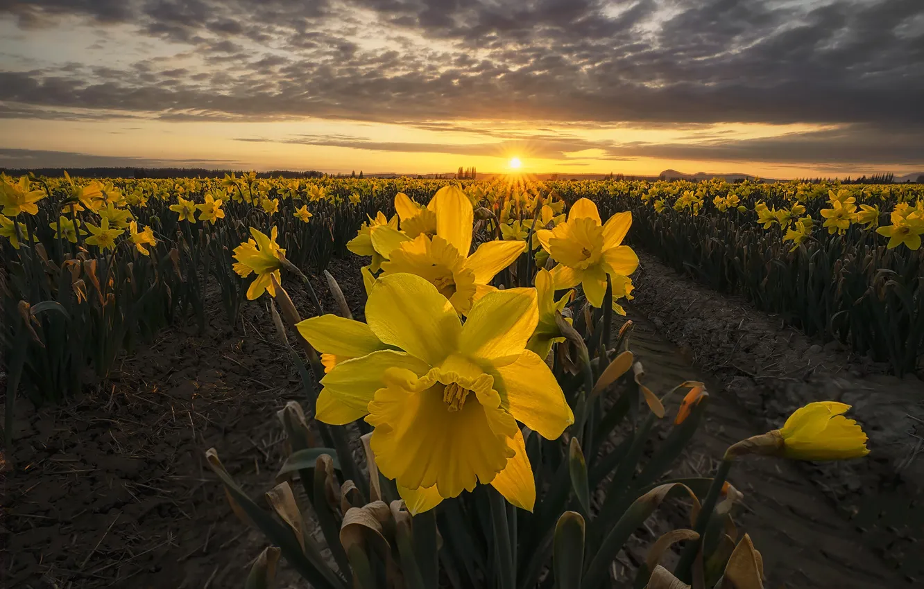 Photo wallpaper flowers, spring, daffodils, plantation