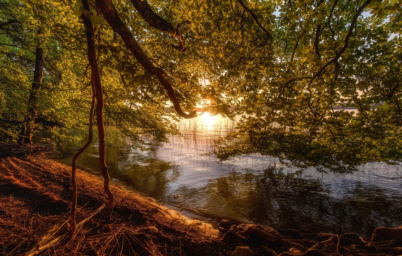 Photo wallpaper the sun, branches, lake, dawn, shore, foliage, morning, pond