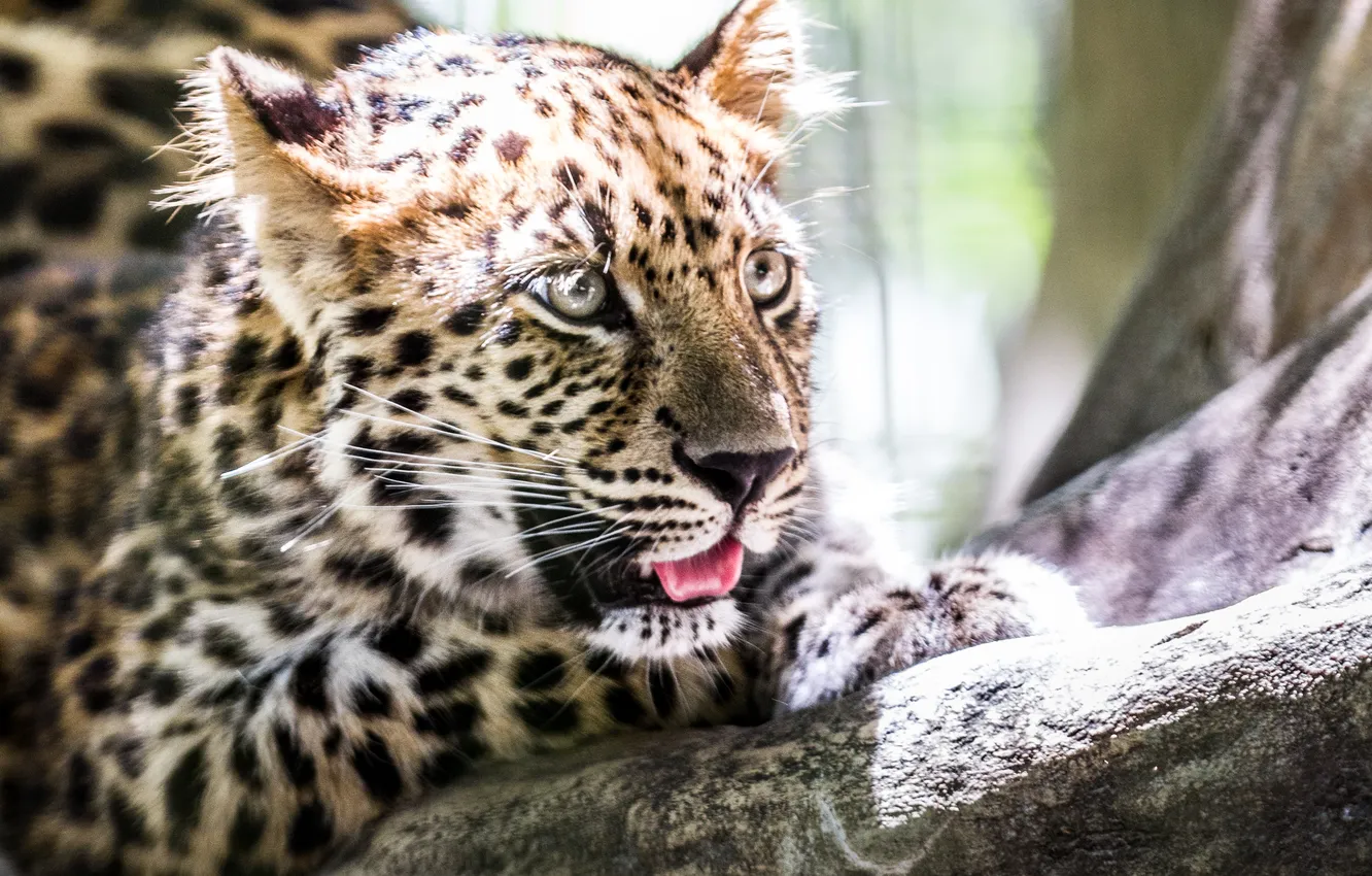 Photo wallpaper look, leopard, beast