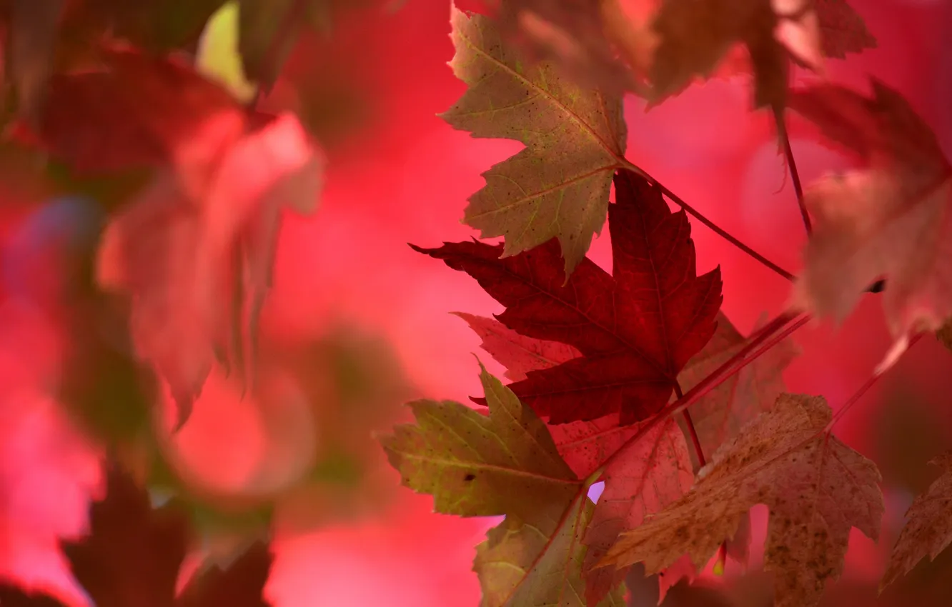 Photo wallpaper autumn, leaves, nature
