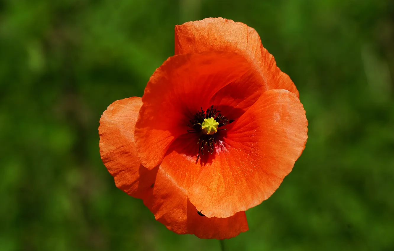 Photo wallpaper flowers, red, Mac, petals