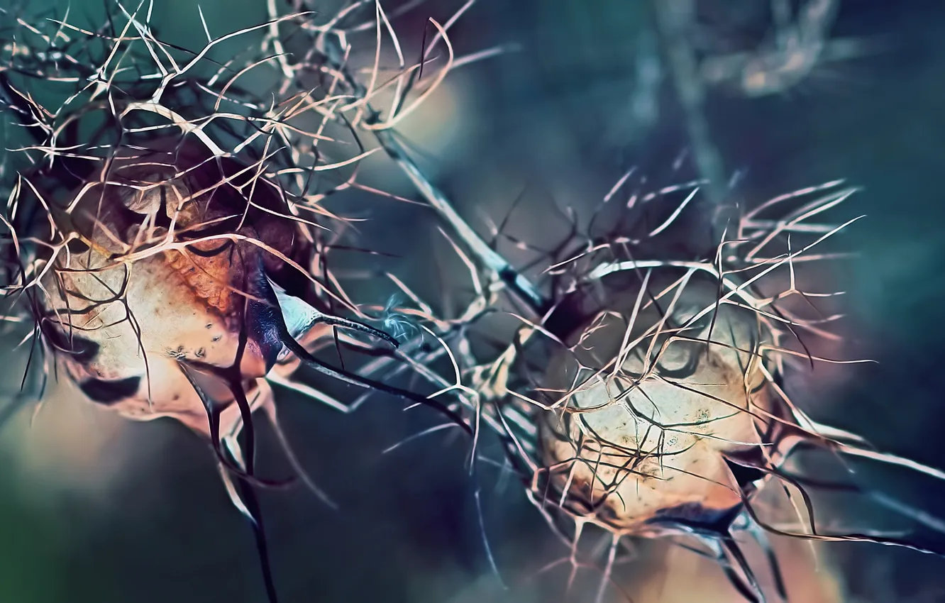 Photo wallpaper branches, nature, background