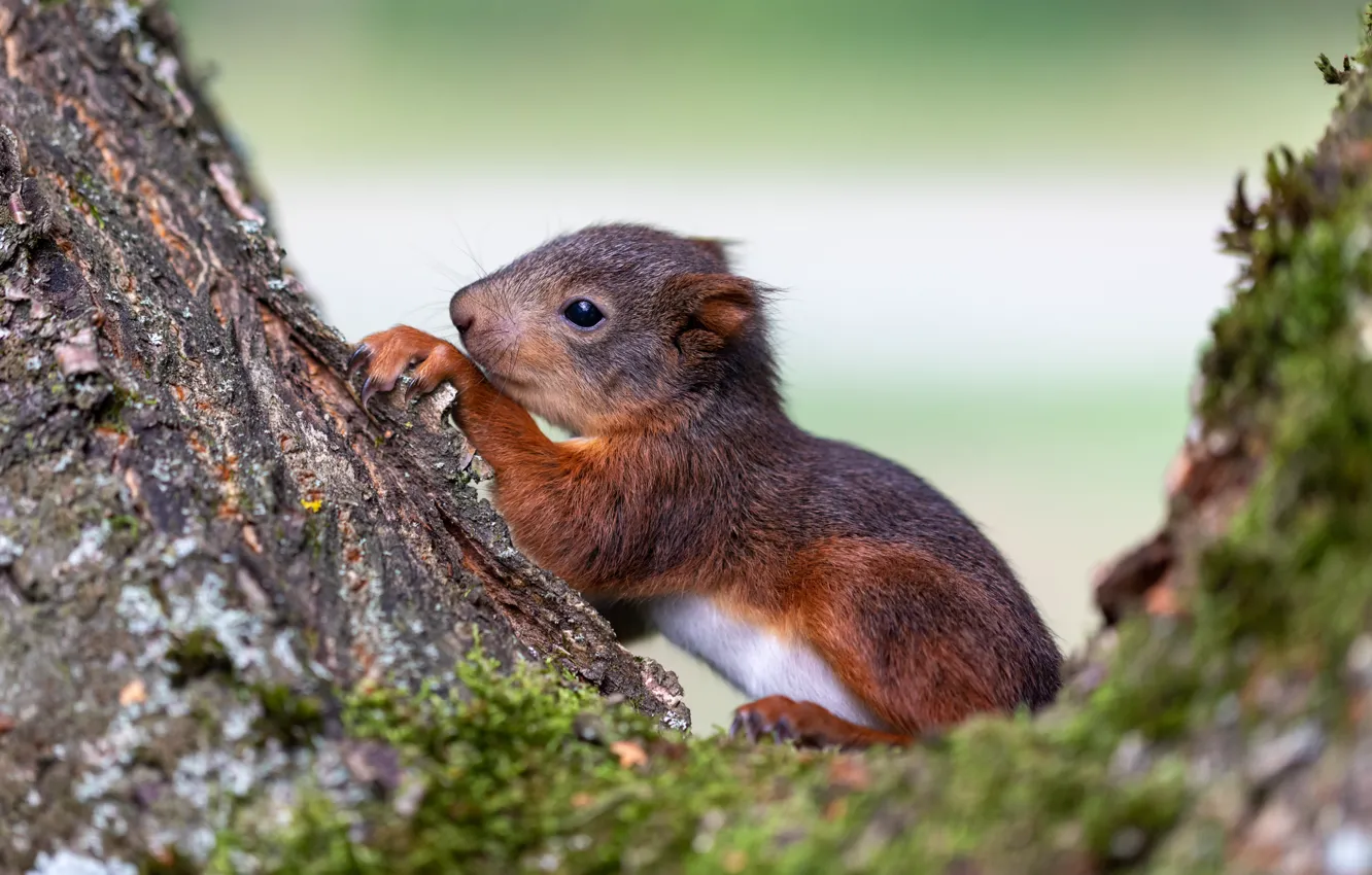 Photo wallpaper trees, background, baby, protein, squirrel