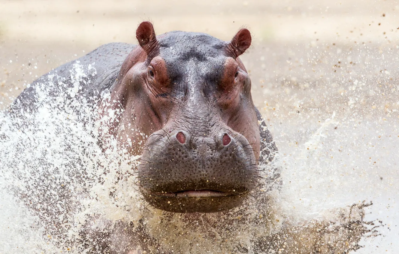 Photo wallpaper safari, Zambia Wildlife, Charging Hippo