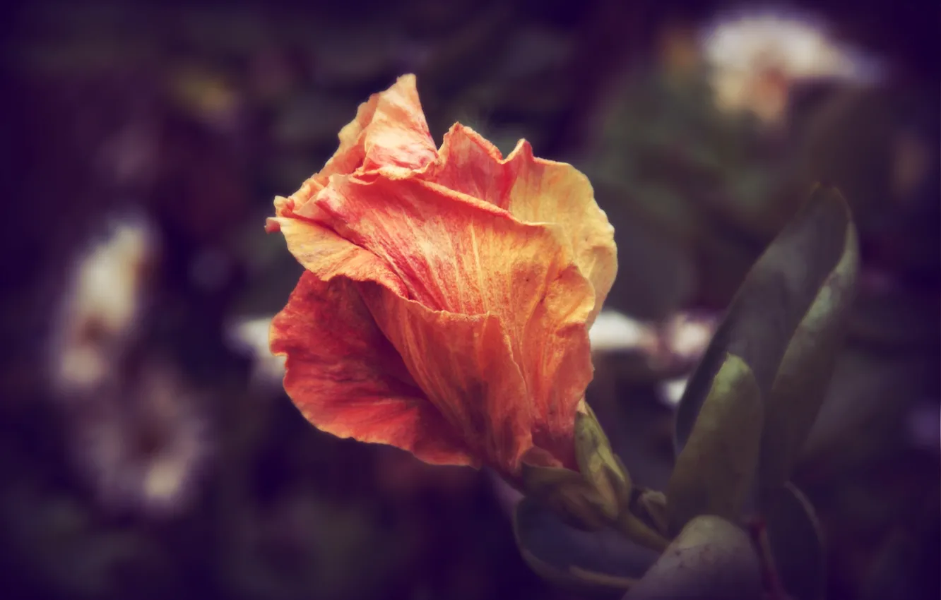Photo wallpaper flower, petals, wilting