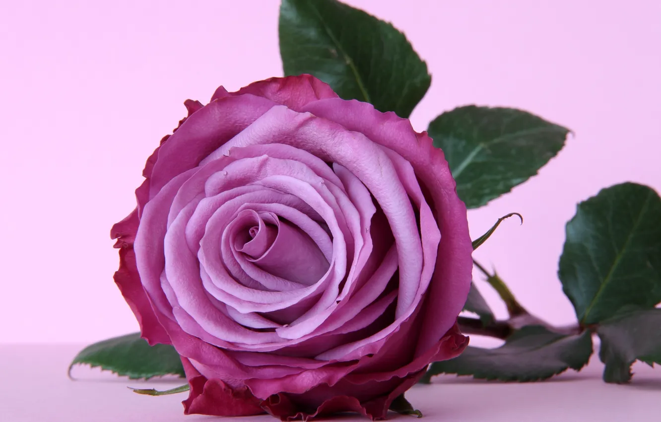 Photo wallpaper flower, purple, rose, rose, flower, purple, violet
