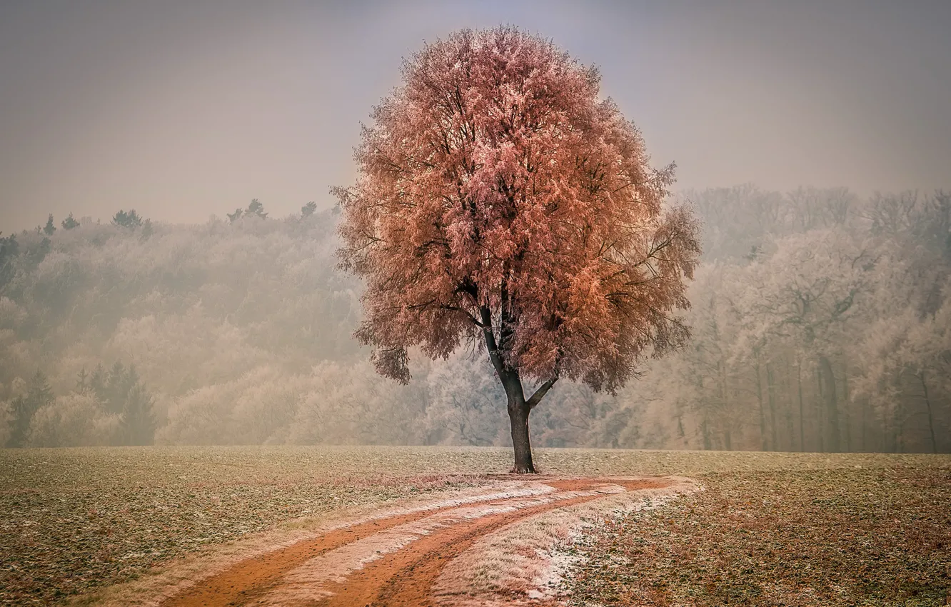 Photo wallpaper road, autumn, trees