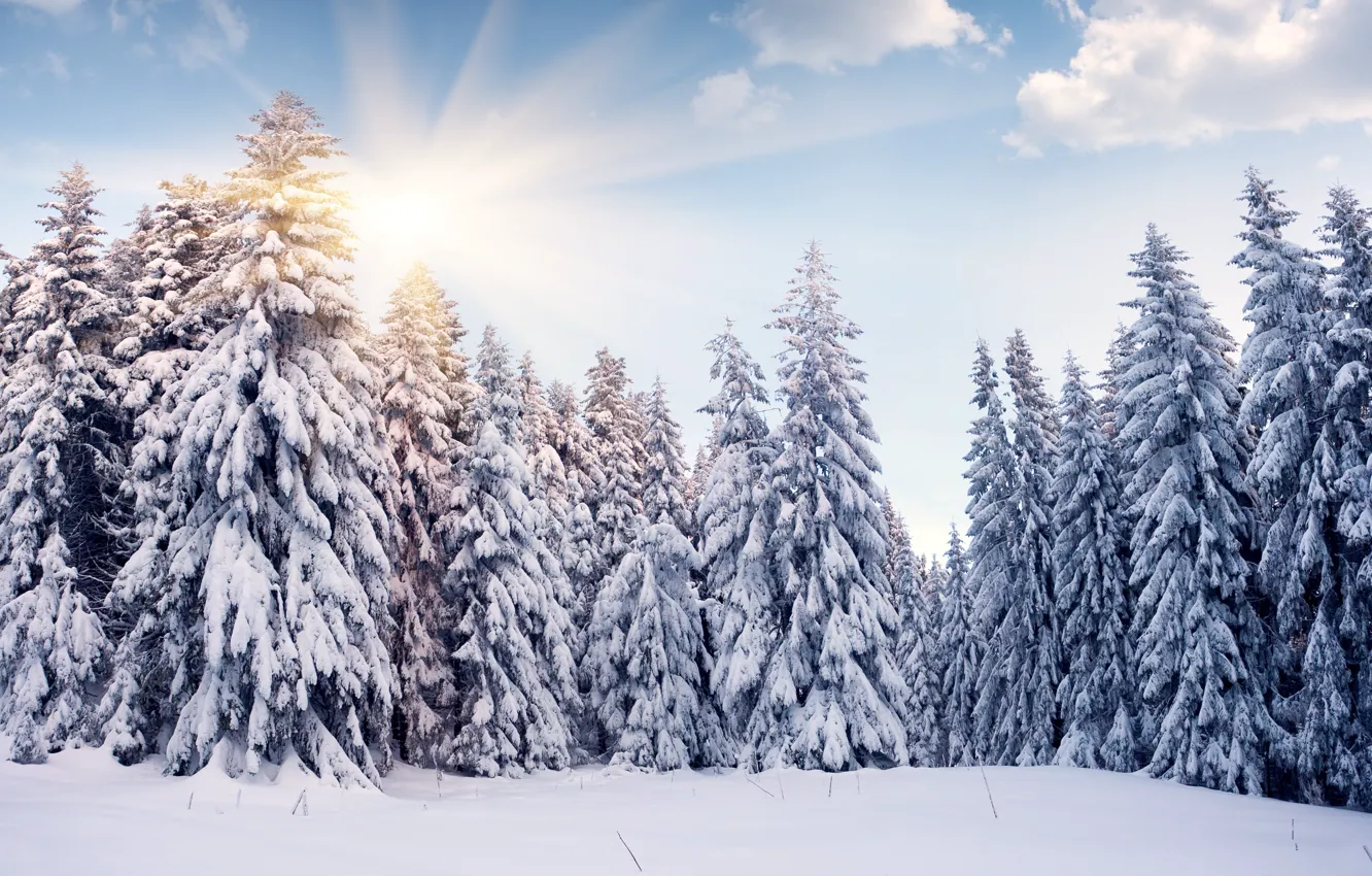 Photo wallpaper winter, the sun, clouds, snow, tree