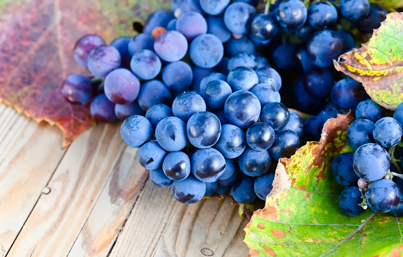 Photo wallpaper leaves, grapes, bunches