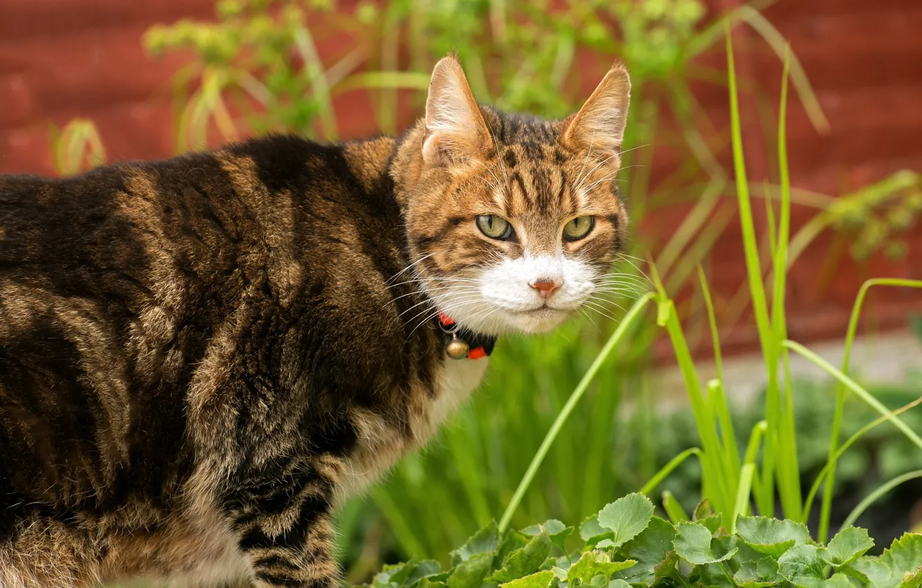 Photo wallpaper cat, grass, cat, look, leaves, nature, pose, collar