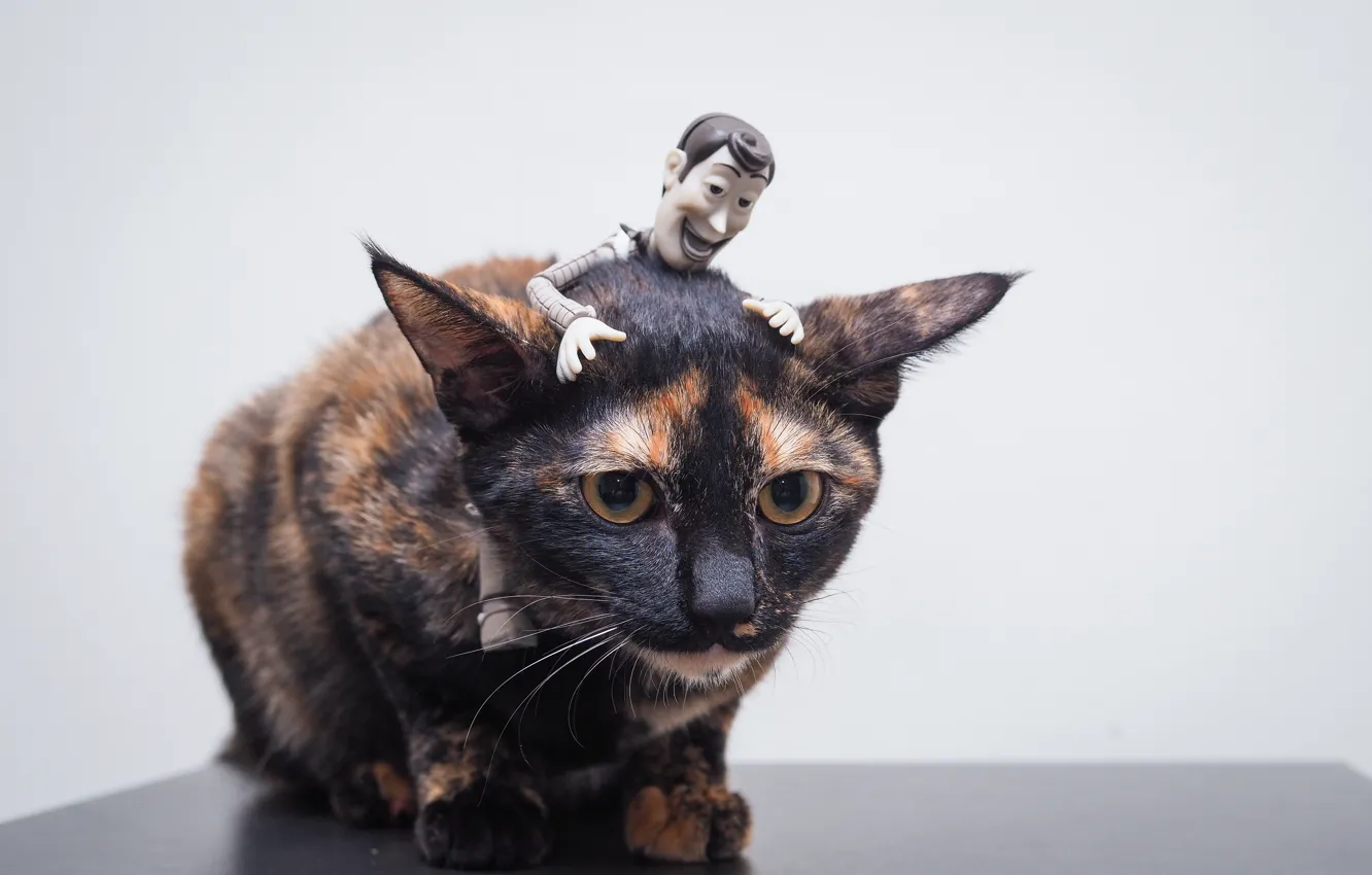 Photo wallpaper eyes, cat, toy, ears