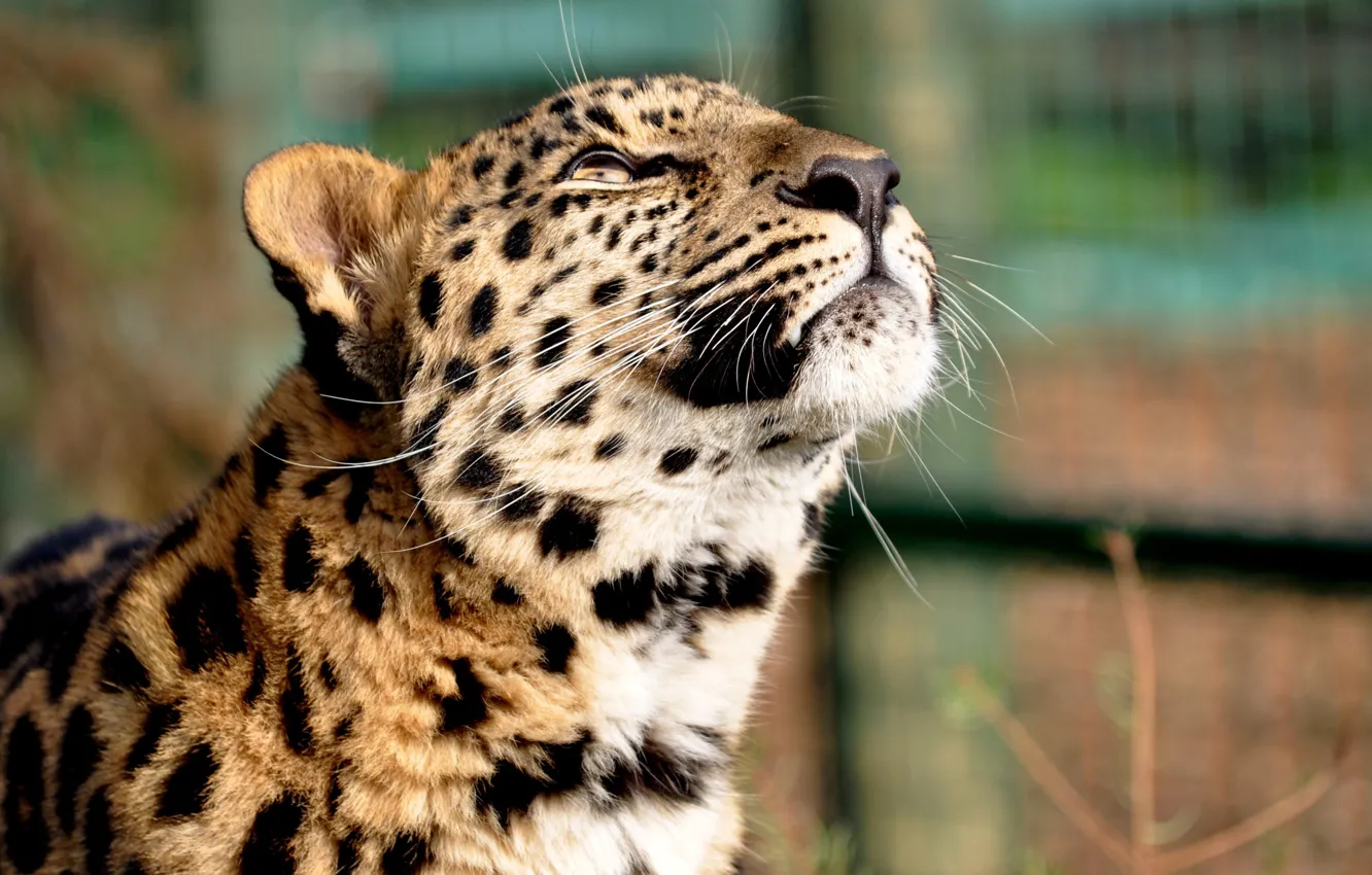 Photo wallpaper Leopard, head, daydreaming