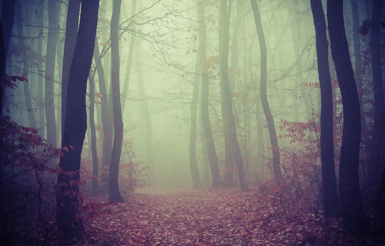 Photo wallpaper road, forest, trees, fog, foliage